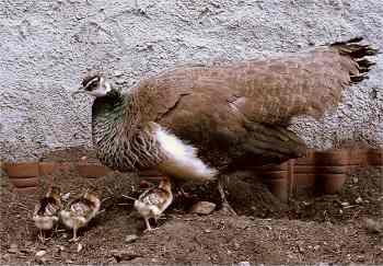 Mutter Pfau mit Nachwuchs