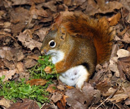 Kanadisches Rothörnchen